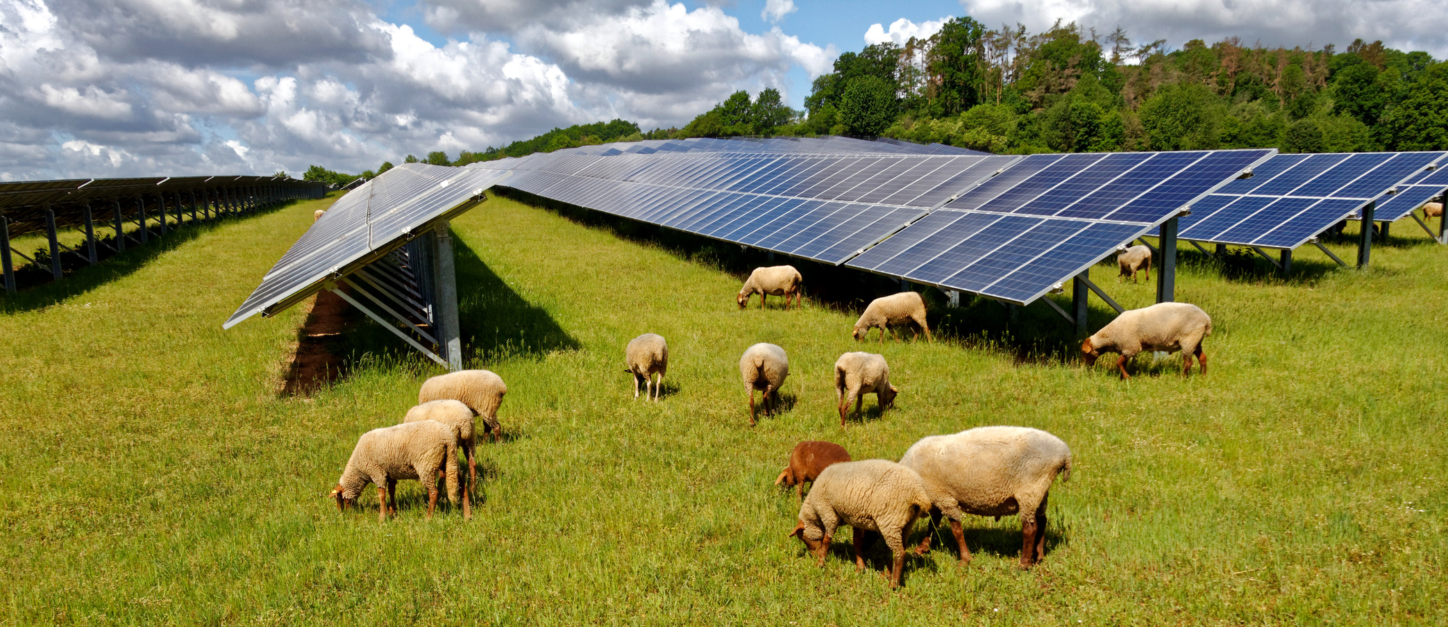 solar power station with sheep